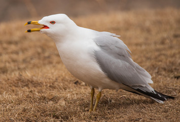 seagull on grass