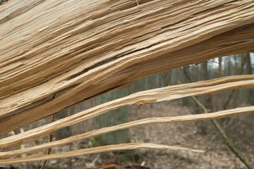 fallen oak tree detail