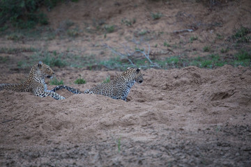 Leopardess and her cub playing out in the open.