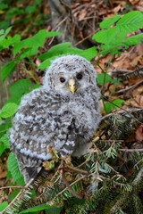 Cub of Tawny owl, or Brown owl, or Strix aluco