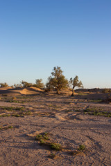 Fototapeta premium Oasi nel deserto