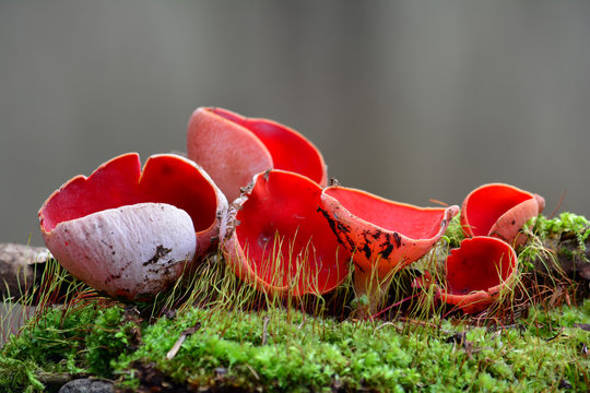 Several nice specimen of Sarcoscypha coccinea, maybe austriaca in moss