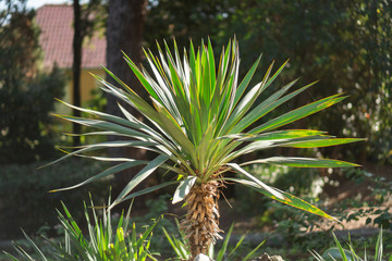 Naklejka na ściany i meble Palm tree bathed in sunlight.