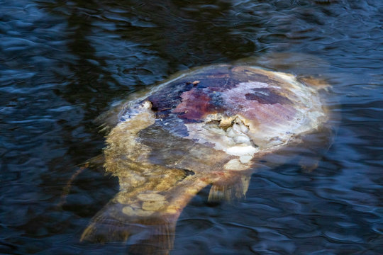 Dead Fish in the Water