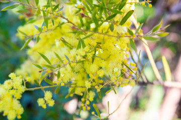 アカシア テレサ Acacia fimbriata wattle 'Crimson Blush'