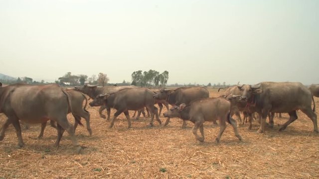 The buffalo was running in the heat of the rice field.