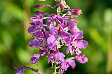 Detail of wet fireweed flower