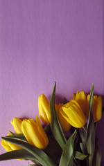 Yellow fresh tulips in a bouquet on a violet background. Greetings, celebration, romance concept. Copy space for your text