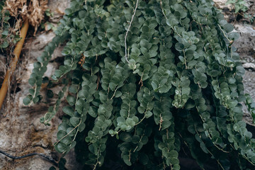 A bush of a green plant hangs from a stone wall. Copy space