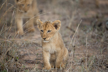 Lion pride with tiny little cubs