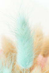 Pale blue and beige colored fluffy dried weeds as background. Closeup view