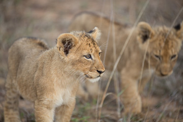 Fototapeta na wymiar Lion pride with tiny little cubs