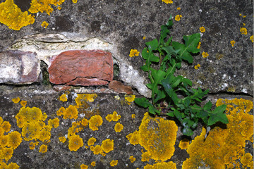 Mauer, Alt, Wand, Moos, Stein, Backstein,