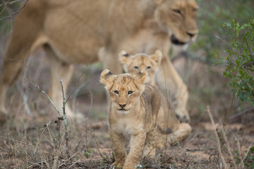 Fototapeta na wymiar Lion pride with tiny little cubs