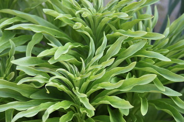 Fototapeta na wymiar Lilium longiflorum green spring leaves