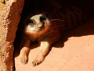 One meerkat looking out of their hideout