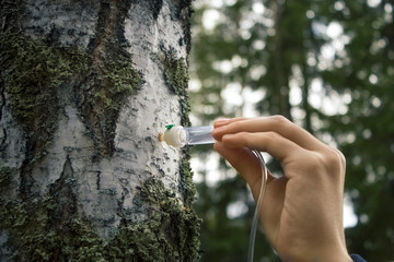 The hand holding the dropper extracts the juice from the birch