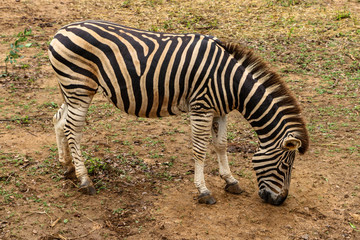 Fototapeta na wymiar zebra from a sri lankan national park