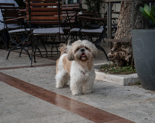 A small shih tzu dog stands near a flower pot in a cafe