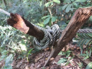 squirrel on tree.The rope is tied to an old tree in a forest with blurred green leaves.