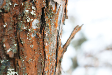 natural background - tree bark close-up