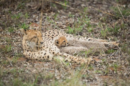Cheetah mother with small cubs still suckling