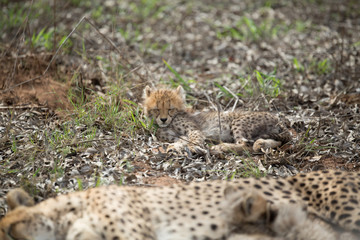 Cheetah mother with small cubs still suckling