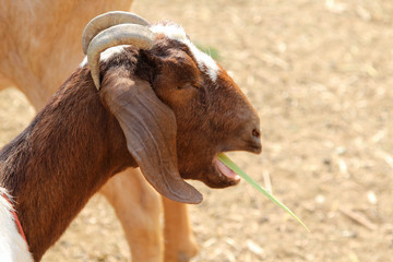 The young boer goat is eating grass.