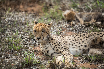 Fototapeta na wymiar Cheetah mother with small cubs still suckling