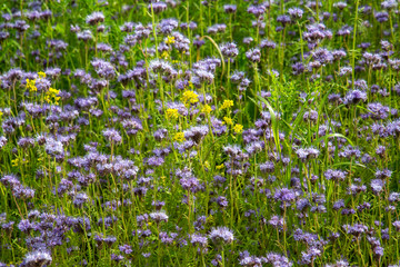 Fototapeta premium Blumenwiese