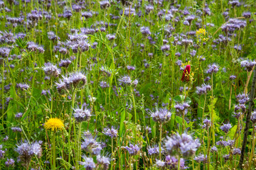 Blumenwiese