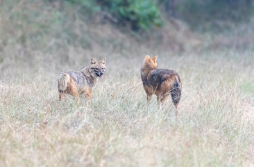 Two golden Jackal relaxing inside Pench tiger reserve in Madhya Pradesh during a wildlife safari