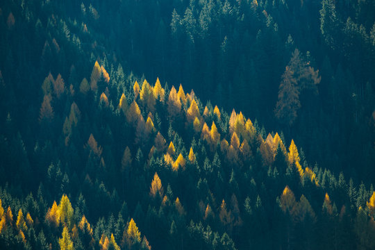 Trees on mountainside in the afternoon sun. Beautiful pine forest texture.