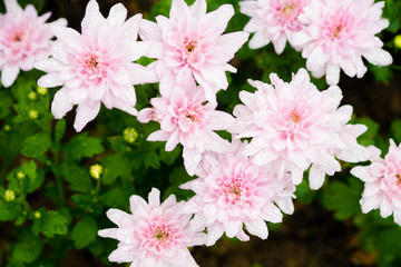 Beautiful pink Chrysanthemum flowers