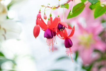 Beautiful violet and red fucshia flower