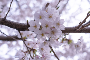 桜