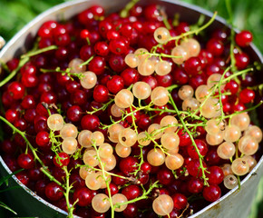 A bowl full of sweet yellow and red currant berries rich in vitamin C as a symbol of healthy eating.