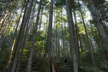 Fototapeta na wymiar old growth forest