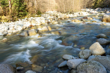 stream in forest
