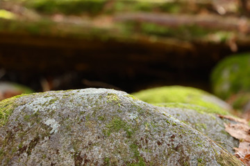 moss on stone