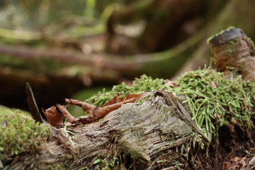moss on tree