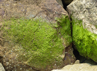 Beautiful green moss covered on the rock at sandy beach. Mossy stones texture.