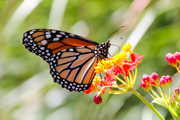 butterfly on flower