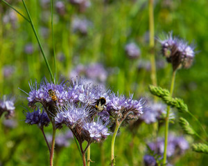 Blumenwiese mit Bienen