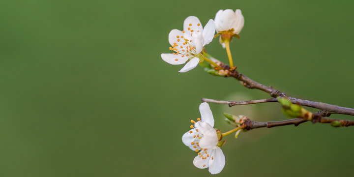 Fresh Fruit Blossom Bud In The Spring Season
