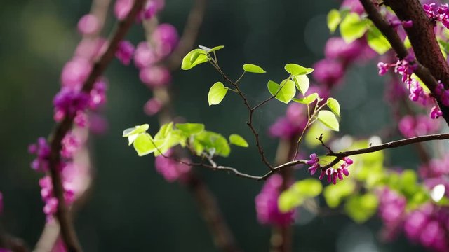Close up view of spring new bud green fresh sprouting leaf of blooming Chinese redbud flowers  tree swaying in the wind on the dark background 4k nature seasonal footage