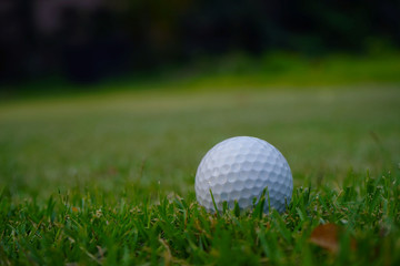 Golf ball on green in beautiful golf course at sunset background.