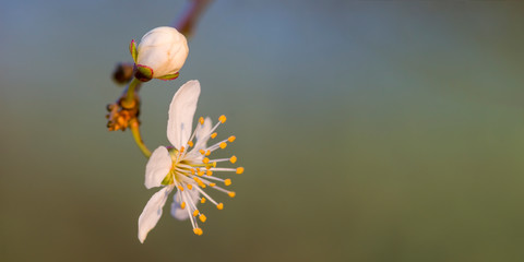 Fresh fruit blossom bud in the spring season