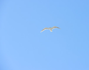 seagull flying in the sky