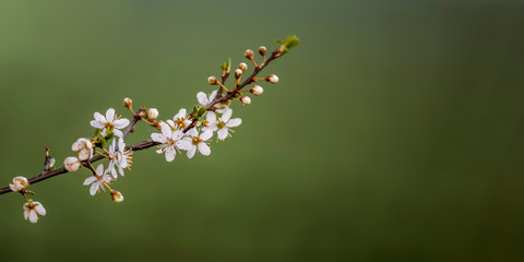 Fresh fruit blossom bud in the spring season